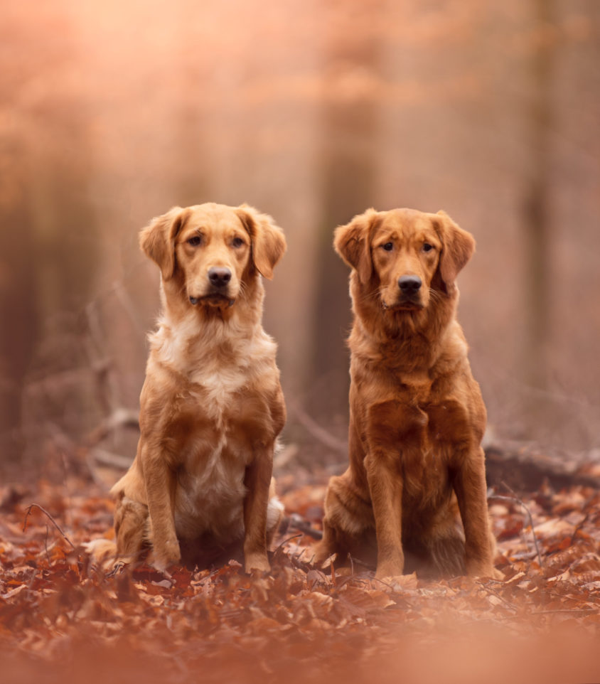 Oceaan Bourgondië Het is goedkoop Qooper Bay - Fokken van Retrievers met een will to please te Boutersem